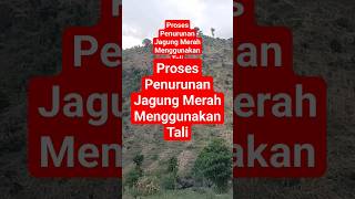 Download Lagu Proses Penurunan Jagung Merah Menggunakan Tali #jagung MP3