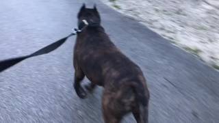 Brindle pitbull most popular dog breed