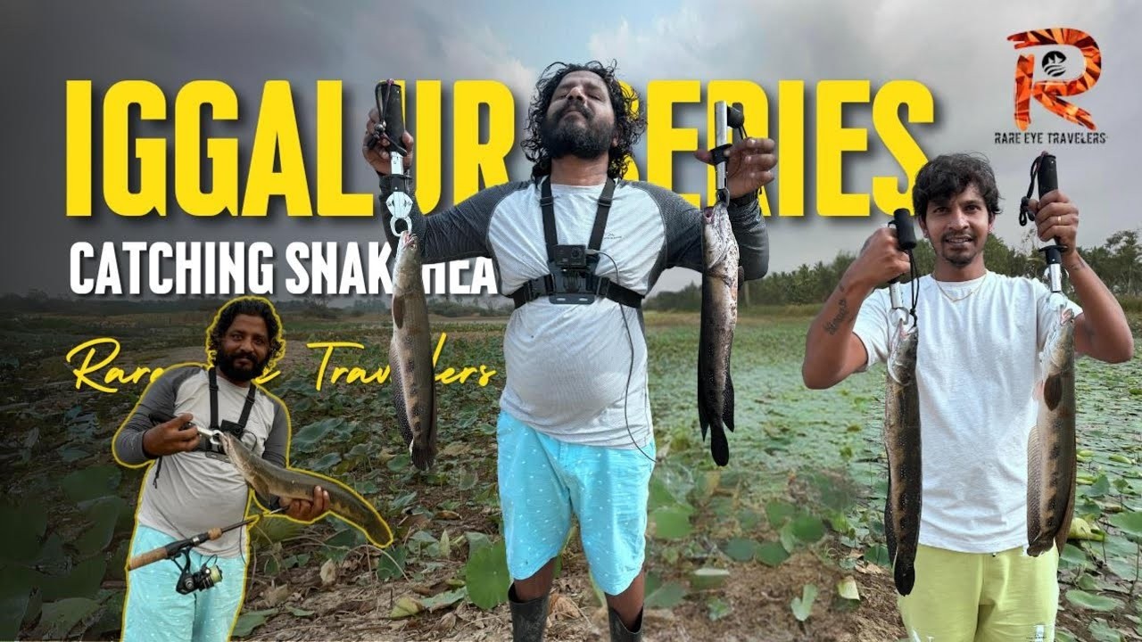 Epic Frog Lure Fishing in Lily Pads: Bullseye Snakehead! Strikes and Big Catches