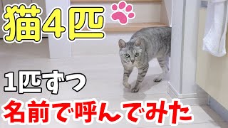猫の名前 カード検索 ｜ Z/X - Zillions of enemy X - ゼクス公式サイト