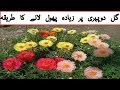 گل دوپہری پر زیادہ پھول لانے کا طریقہ Gule Dohperi Per Ziada Phool Lane Ka Tarika Home Gardening 
