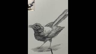 How to Sketch a Bird – Pencil Drawing Techniques #birdsketch  #pencildrawings  #sketchingtutorial