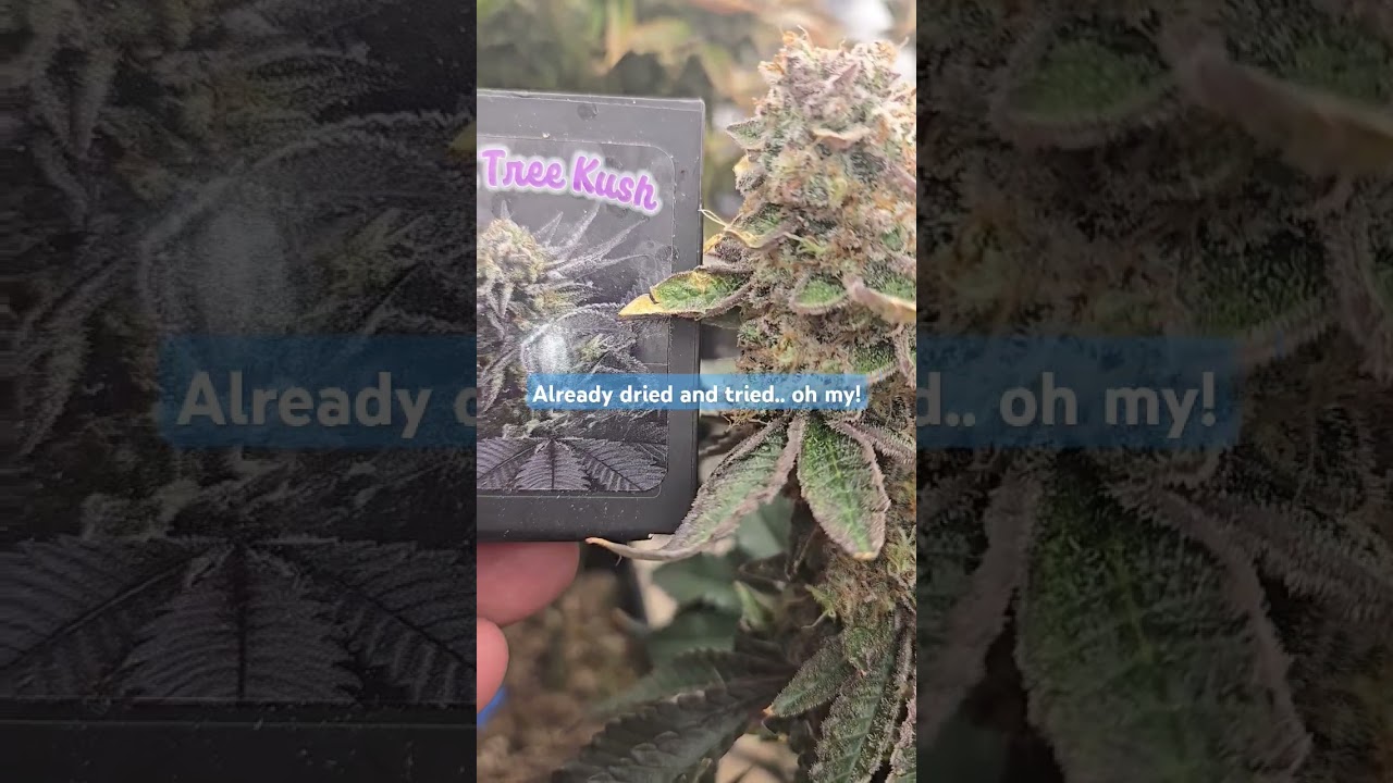 Our Dirty Bird Genetics Pine Tree Kush oh my!