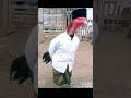 #ayam #chiken
