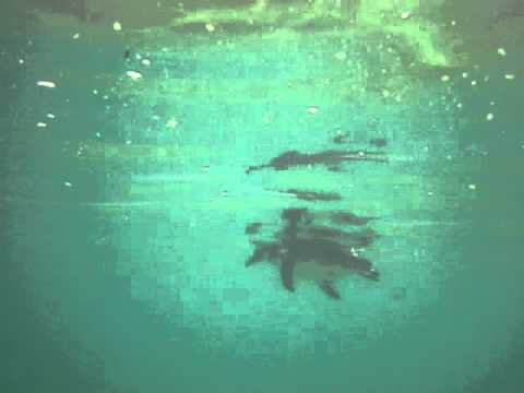 Piguim caçando na praia de Azeda em Búzios - RJ.MOV - YouTube