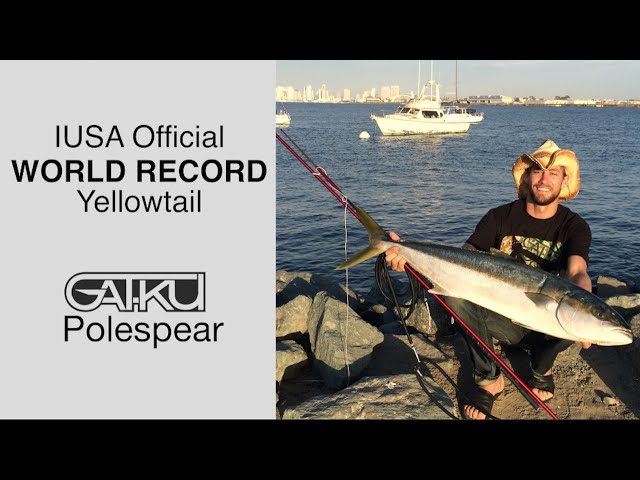 Yellowtail World Record with a Pole Spear ! - GATKU Spearfishing Videos 