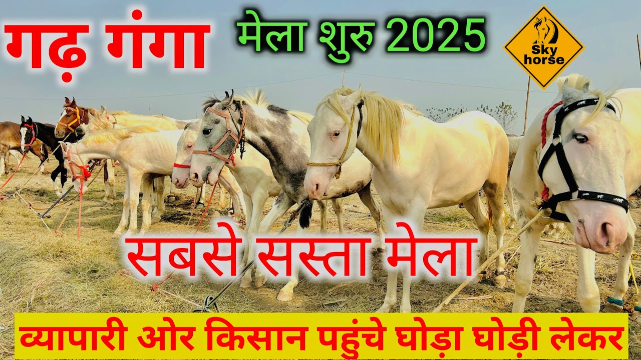 गढ़ गंगा घोड़ा मेला शुरू सस्ते घोड़ा घोड़ी मेले में आये | 