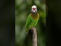 The Parrot Trick Goes Wrong British Parrot | Angrez Tota #amazingfacts #curiousfacts