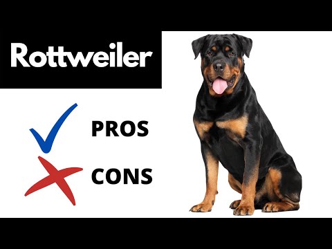 Vídeo: Rottweiler Dog Breed Hypoallergenic, Health And Life Span