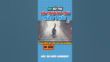 BẠN LÀ NGƯỜI THUẬN NÃO TRÁI HAY PHẢI | 😨 (Bạn Biết Không) #facts #amazingfacts