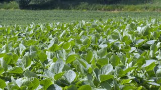 Ag PhD Show #1113 (Air Date 8-4-19)