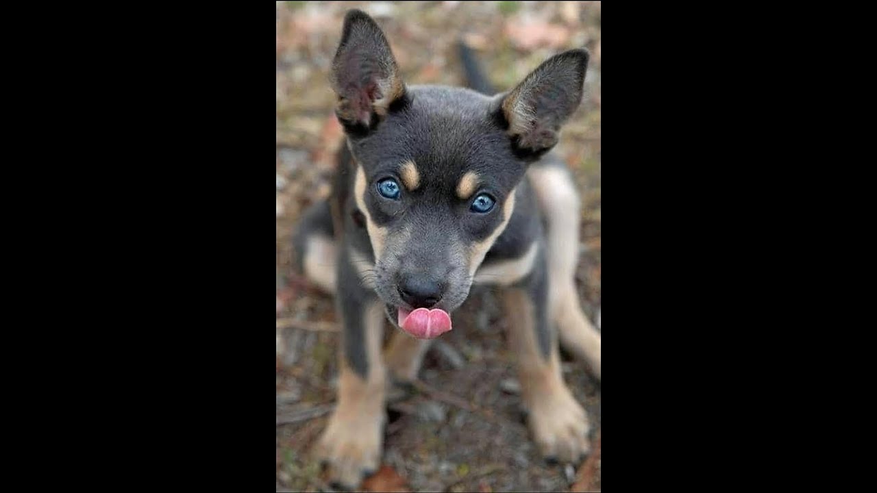 Cute and Funny Dogs & puppies Compilation to make you Smile ������ 2020 ������ - YouTube