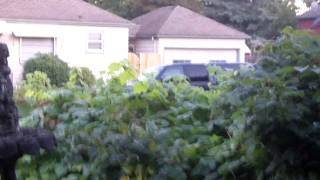 Home-scale Permaculture Blossoming in Portland-Cultural Recyclists