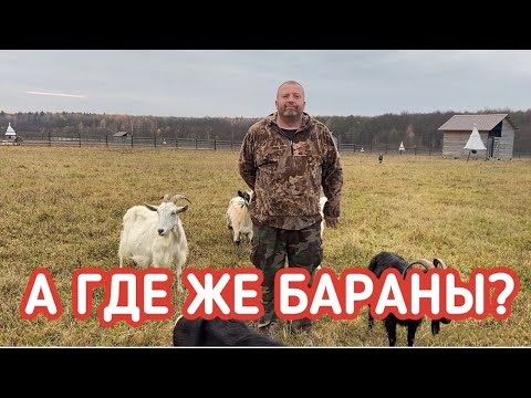 Видео: В чем разница между овцой и козой?