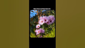 Dil dhak dhak || Umakant barik song status video || Sambalpuri song status video.