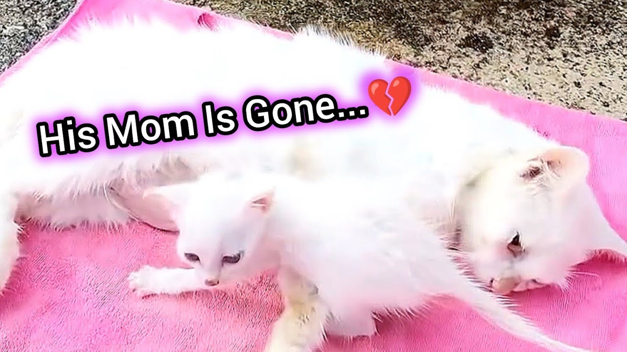 We Found a Crying Kitten Next to His Dea-d Mother 💔 Rescue Moment !