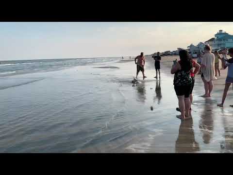 man-nearly-bitten-by-blacktip-shark!!-at-galveston-beach!!