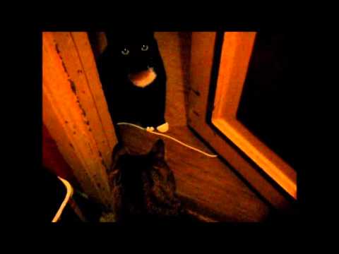 cat แปลว่า In the toilet