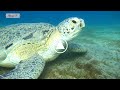 Une minute avec la tortue verte de mer rouge