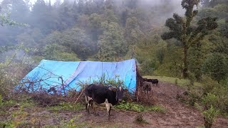 Rural Life of Village Nepal ??|| Himalayan  Poor People village kitchen ||Village Life Nepal