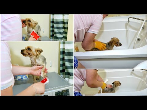 Уход за йоркширским терьером! Принимаем ванну! Сушимся феном! Дези заработала лакомство!