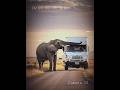 The elephant saved him twice.