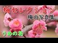 「花の写真集」梅の写真集、梅セレクション、詩季彩の花、花ごよみ、Beautiful flower