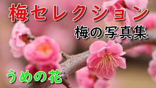 「花の写真集」梅の写真集、梅セレクション、詩季彩の花、花ごよみ、Beautiful flower