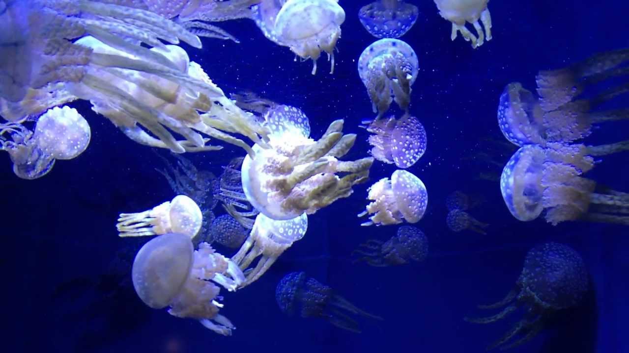 美ら海水族館 沖縄 クラゲ Okinawa Youtube