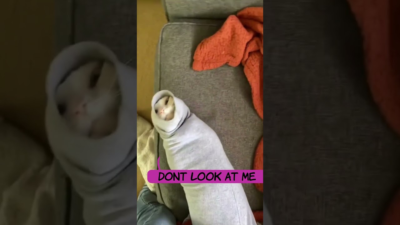 Danger Noodle - dubbed animals