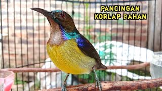 kolibri kelapa | manggar | wiceh | korlap gacor pancingan / masteran terbaik untuk burung bahan