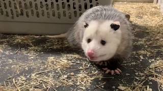 Over-wintered opossums - all grown up!