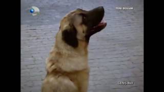 GENİŞ AİLE  MÜRSELİN KÖPEK KORKUSU  KOMİK SAHNE