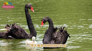 動物園環境愈來愈自然〜冬候鳥「水鳥觀察區」Long Stay！