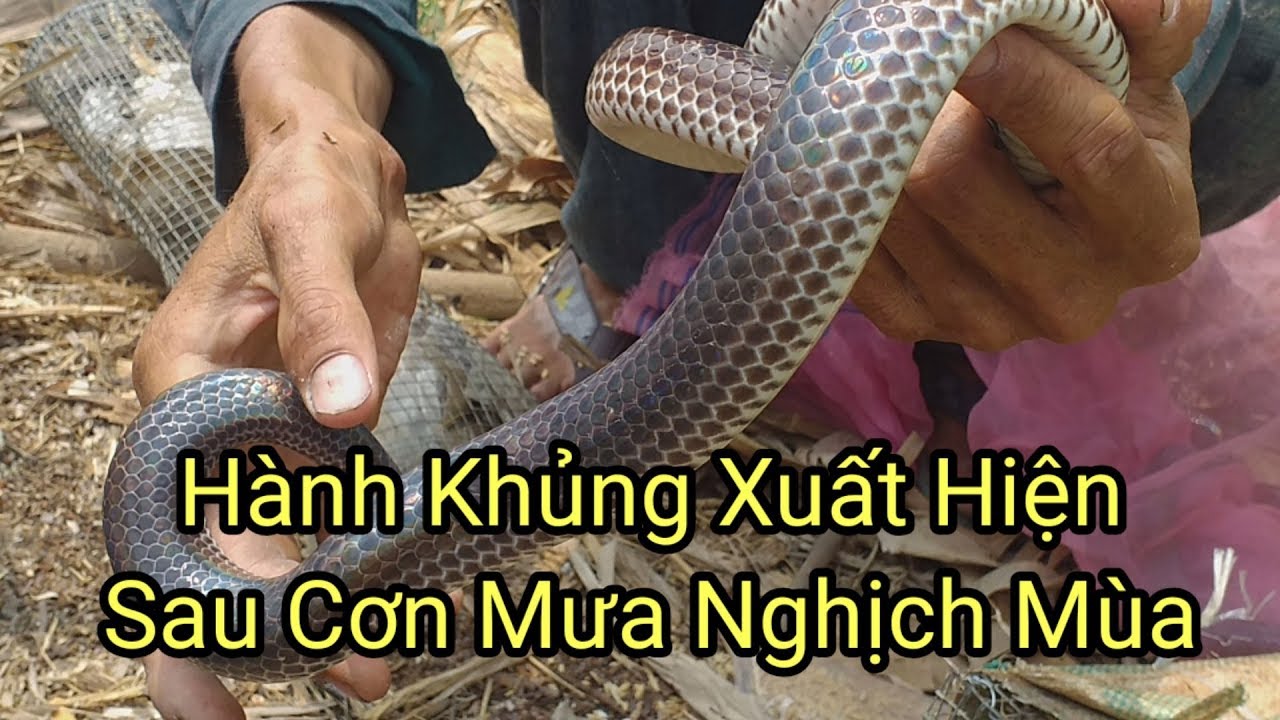 Mưu Sinh Với Nghề Bẫy Rắn Tập16thăm Bẫy Rắntrúng Mánh Hành Khủngvà Cơn Mưa Nghịchmùa Youtube