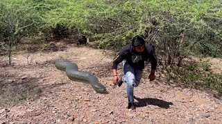 Anaconda Snake Chase In Jungle Video 2 HD
