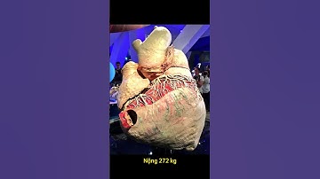 Trái tim của Cá voi xanh lớn như thế nào?