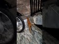 #kucing #detektif #lucu