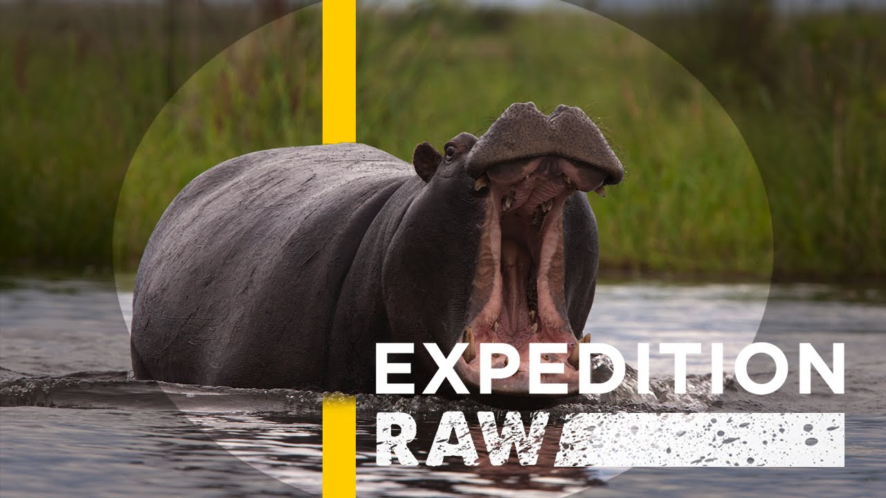 Close Call: When a Hippo Flips Your Boat | Expedition Raw - YouTube