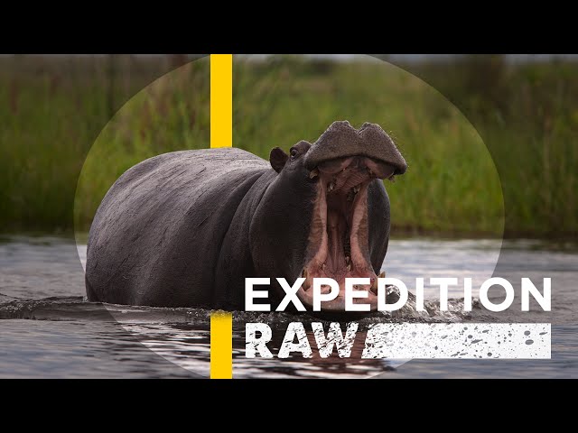 ヒッポ海を渡る　7か国　Hippo Goes Overseas ヒッポ海を渡る 7か国 Hippo Goes Overseas