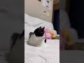 나른한오후!!! #cat#cutecat #funnycat#catshorts#fun cat#feline