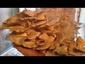 Технология выращивания грибов вешенки от забивки блока до сбора урожая за 30 дней