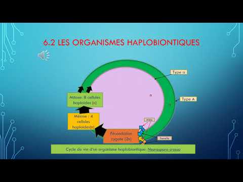 Vidéo: Différence Entre Les Cycles De Vie Haplontique Et Diplontique