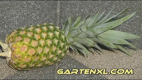 Woher weiß ich ob eine Ananas schlecht ist?