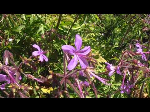PATA DE GALLO: Geranium reuteri (www.riomoros.com)
