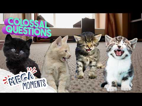 5 Cool Facts About Cats😸 | Colossal Questions | Mega Moments