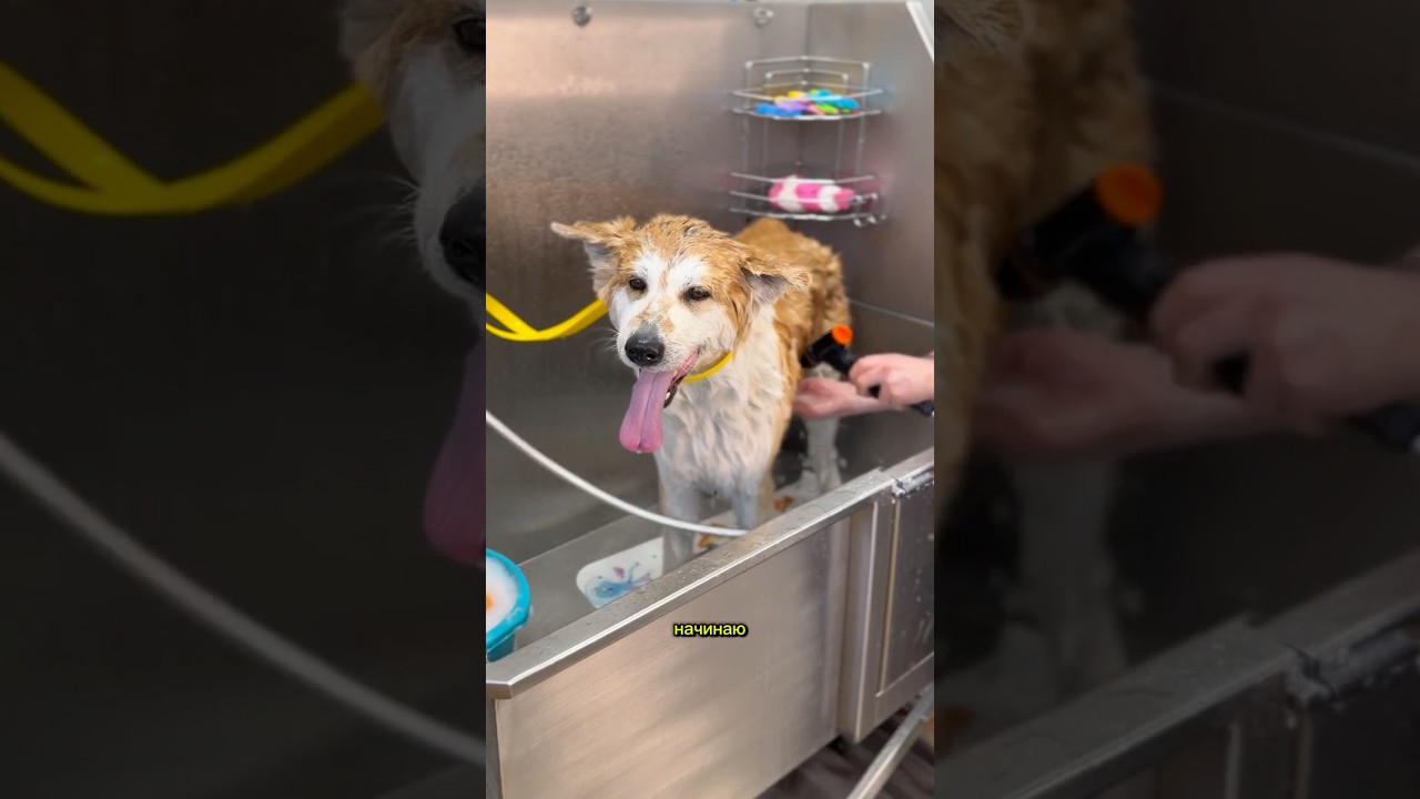 АКИТА ИНУ ХАКУ В ГРУМИНГ-САЛОНЕ 