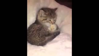 I Add Music To Cute Stuff That I Found Online