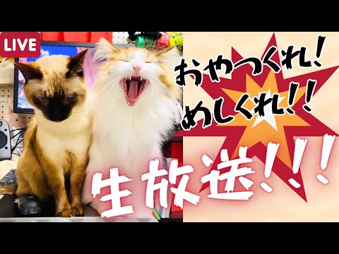 保護猫&北欧猫がちゅーるとご飯で大興奮wマル秘話もする生放送!【シャム猫・シャムミックス&ノルウェージャンフォレストキャット】