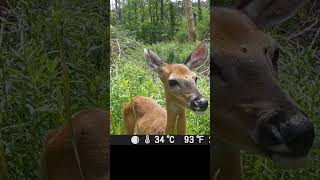 Curious Doe #wildlife